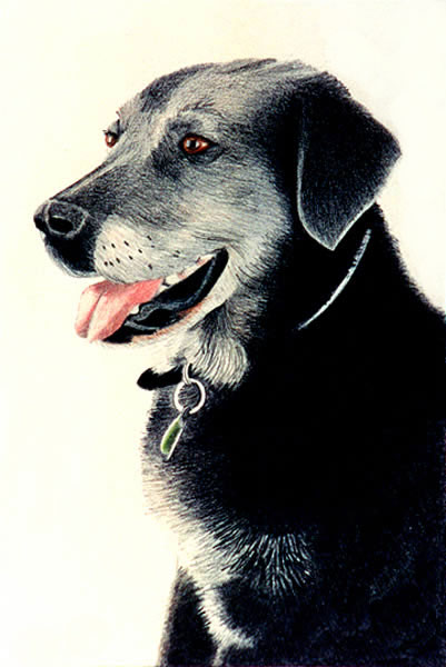 Labrador
