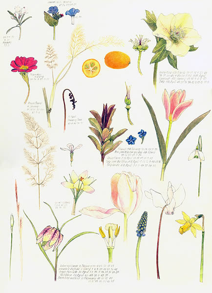 Plants
